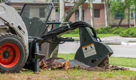 Comment détruire une souche sans produits chimiques - Saint-Denis - KREATIVE